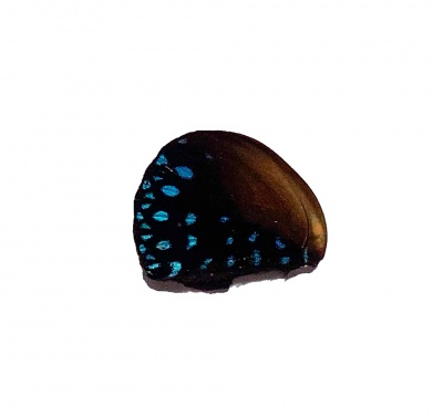 H Iaodamia Hind Wing[1]